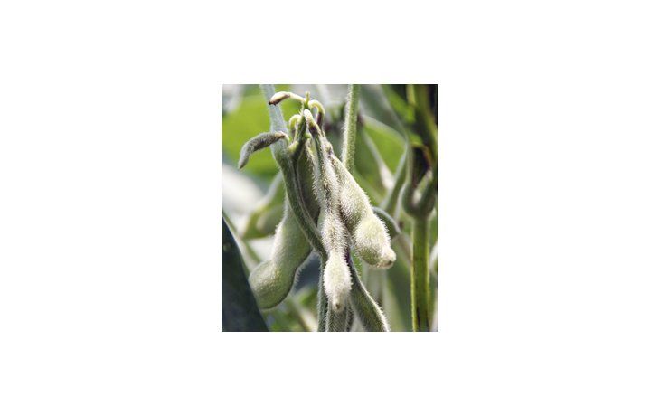 El cambio del régimen pluvial de este mes ha dado la posibilidad de recuperar los niveles históricos de producción unitaria en gran parte de la superficie cultivada con la leguminosa en el área núcleo.