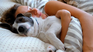 Why pets should not eat human food Why pets should not eat human food