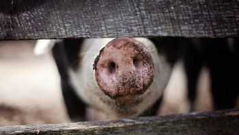 El virus fue detectado cuando la infección se propagó en personas que trabajaban en mataderos y en la industria porcina en China.