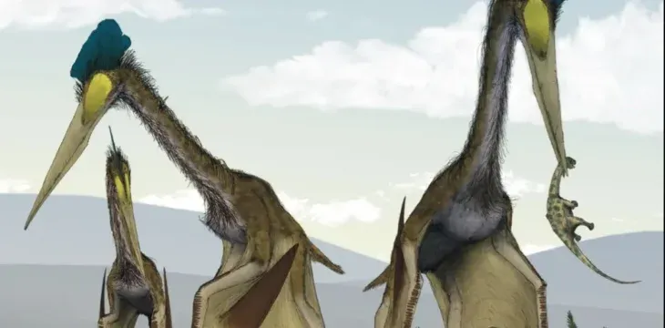 The pterosouric fossil was found in the Park Dinosaur Park in Alberta, Canada, one of the most rich areas of the Cretaceous fossils. The pterosouric fossil was found in the Park Dinosaur Park in Alberta, Canada, one of the most rich areas of the Cretaceous fossils.
