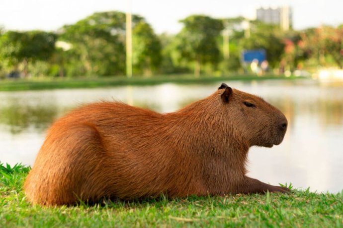 La Cámara señaló que el barrio privado aplicó “métodos de control” sin sustento científico. La Cámara señaló que el barrio privado aplicó “métodos de control” sin sustento científico.
