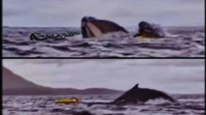 Una ballena se tragó a un joven en la Bahía Águila y luego lo despidió