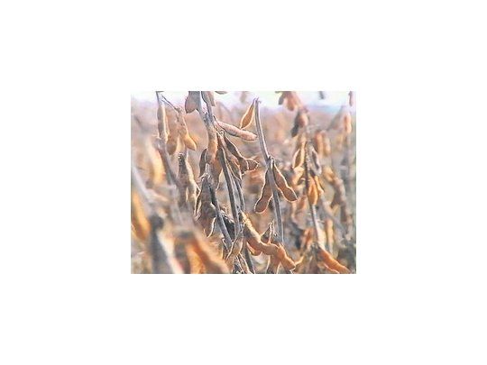 El USDA prevé que la producción argentina de soja sea de 49,5 millones de toneladas en el ciclo 2010/11, por debajo de los 54,5 millones de la campaña anterior.