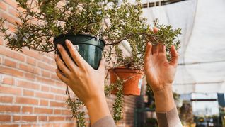 Cómo decorar tu balcón con plantas Cómo decorar tu balcón con plantas