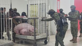 Los cerdos hallados durante la requisa en la cárcel ecuatoriana.