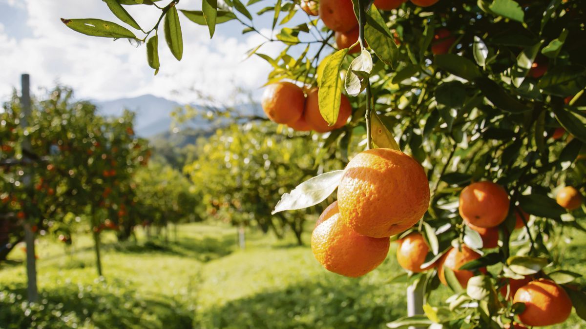 They launch a program with financing for women agricultural producers