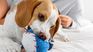 Experts revealed what it means when your dog wags its tail Experts revealed what it means when your dog wags its tail