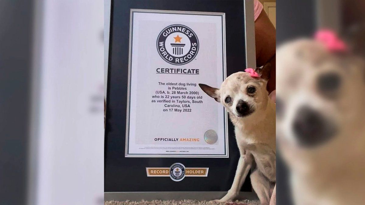 Con glamour y 22 años, "Pebbles" se adjudicó el récord Guinness a la perra más longeva del mundo