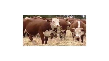 Fuerte interés por los bovinos aumentó los precios