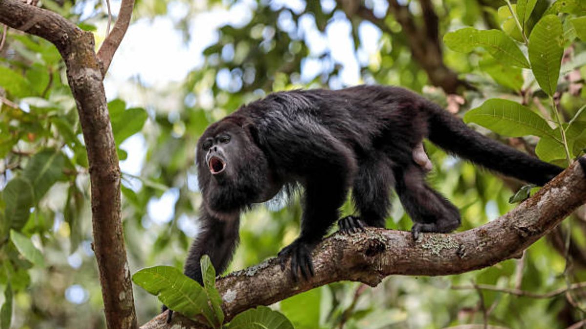 monkeys fall dead from trees